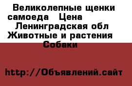 Великолепные щенки самоеда › Цена ­ 40 000 - Ленинградская обл. Животные и растения » Собаки   
